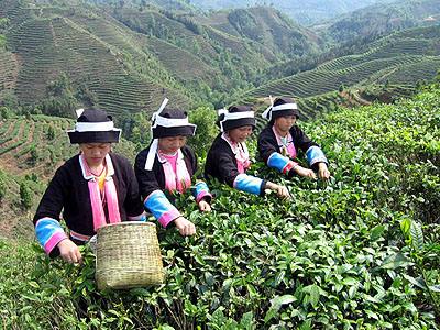 广西凌云白毫茶.jpg